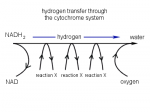 CytochromeSystem.png